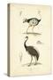 Antique Ostrich Study-N. Remond-Stretched Canvas