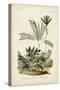 Antique Palm Collection I-M. Charles D'Orbigny-Stretched Canvas