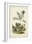 Antique Palm Collection I-M. Charles D'Orbigny-Framed Art Print