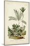 Antique Palm Collection I-M. Charles D'Orbigny-Mounted Art Print