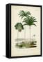 Antique Palm Collection IV-M. Charles D'Orbigny-Framed Stretched Canvas