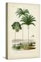 Antique Palm Collection IV-M. Charles D'Orbigny-Stretched Canvas