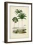 Antique Palm Collection IV-M. Charles D'Orbigny-Framed Art Print