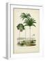 Antique Palm Collection IV-M. Charles D'Orbigny-Framed Art Print