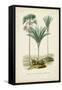 Antique Palm Collection IX-M. Charles D'Orbigny-Framed Stretched Canvas