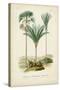 Antique Palm Collection IX-M. Charles D'Orbigny-Stretched Canvas