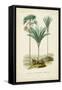 Antique Palm Collection IX-M. Charles D'Orbigny-Framed Stretched Canvas