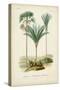 Antique Palm Collection IX-M. Charles D'Orbigny-Stretched Canvas