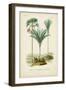 Antique Palm Collection IX-M. Charles D'Orbigny-Framed Art Print