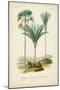 Antique Palm Collection IX-M. Charles D'Orbigny-Mounted Art Print