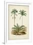 Antique Palm Collection V-M. Charles D'Orbigny-Framed Art Print