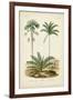 Antique Palm Collection V-M. Charles D'Orbigny-Framed Art Print