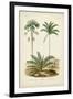 Antique Palm Collection V-M. Charles D'Orbigny-Framed Art Print