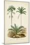 Antique Palm Collection V-M. Charles D'Orbigny-Mounted Art Print