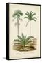 Antique Palm Collection V-M. Charles D'Orbigny-Framed Stretched Canvas