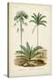 Antique Palm Collection V-M. Charles D'Orbigny-Stretched Canvas