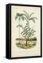 Antique Palm Collection VI-M. Charles D'Orbigny-Framed Stretched Canvas