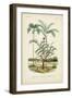 Antique Palm Collection VI-M. Charles D'Orbigny-Framed Art Print