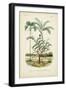 Antique Palm Collection VI-M. Charles D'Orbigny-Framed Art Print