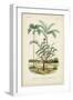 Antique Palm Collection VI-M. Charles D'Orbigny-Framed Art Print
