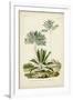Antique Palm Collection VIII-M. Charles D'Orbigny-Framed Art Print