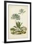 Antique Palm Collection VIII-M. Charles D'Orbigny-Framed Art Print