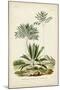 Antique Palm Collection VIII-M. Charles D'Orbigny-Mounted Art Print