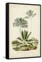 Antique Palm Collection VIII-M. Charles D'Orbigny-Framed Stretched Canvas