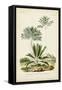 Antique Palm Collection VIII-M. Charles D'Orbigny-Framed Stretched Canvas