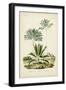 Antique Palm Collection VIII-M. Charles D'Orbigny-Framed Art Print