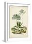 Antique Palm Collection VIII-M. Charles D'Orbigny-Framed Art Print