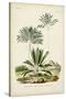 Antique Palm Collection VIII-M. Charles D'Orbigny-Stretched Canvas