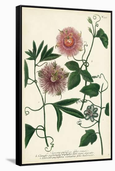 Antique Passion Flower I-Weinmann-Framed Stretched Canvas