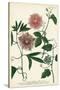 Antique Passion Flower I-Weinmann-Stretched Canvas