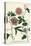 Antique Passion Flower I-Weinmann-Stretched Canvas