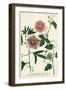 Antique Passion Flower I-Weinmann-Framed Art Print