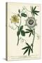 Antique Passion Flower II-Weinmann-Stretched Canvas