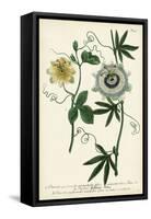 Antique Passion Flower II-Weinmann-Framed Stretched Canvas