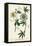 Antique Passion Flower II-Weinmann-Framed Stretched Canvas