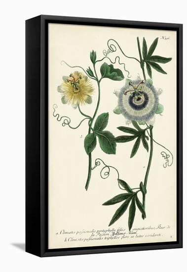 Antique Passion Flower II-Weinmann-Framed Stretched Canvas