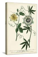 Antique Passion Flower II-Weinmann-Stretched Canvas