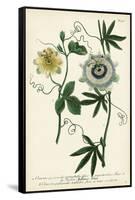 Antique Passion Flower II-Weinmann-Framed Stretched Canvas