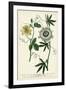 Antique Passion Flower II-Weinmann-Framed Art Print