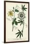 Antique Passion Flower II-Weinmann-Framed Art Print