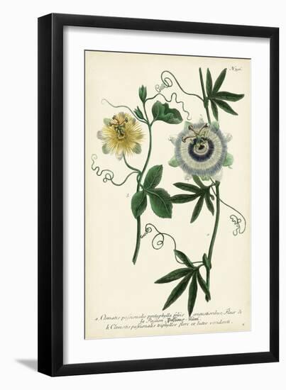 Antique Passion Flower II-Weinmann-Framed Art Print