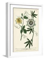 Antique Passion Flower II-Weinmann-Framed Art Print