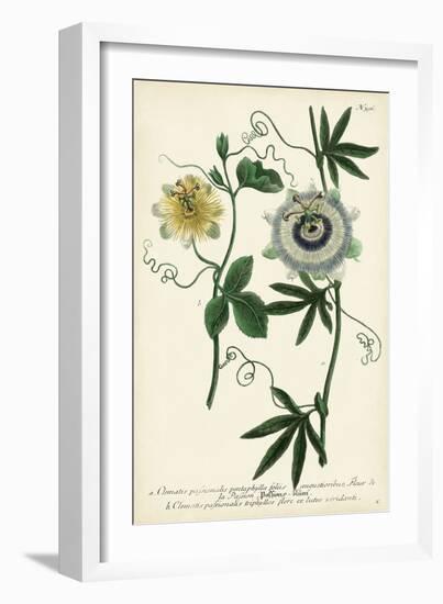 Antique Passion Flower II-Weinmann-Framed Art Print