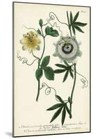 Antique Passion Flower II-Weinmann-Mounted Art Print