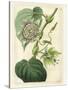 Antique Passionflower I-M. Hart-Stretched Canvas