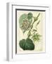 Antique Passionflower I-M. Hart-Framed Art Print